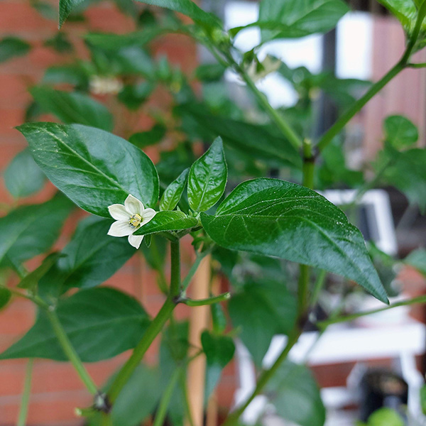 close-up photo of a small jalapeño plant flower between the green leaves of the plant